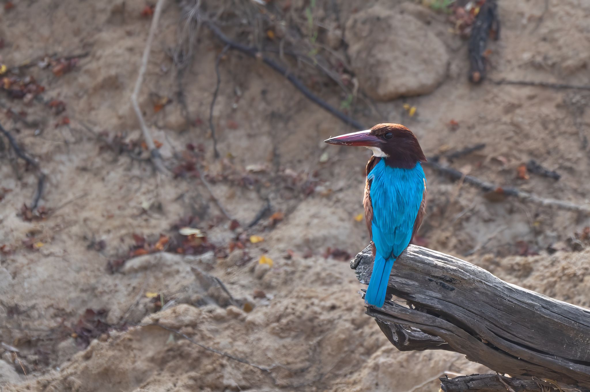Braunliest white throated kingfisher